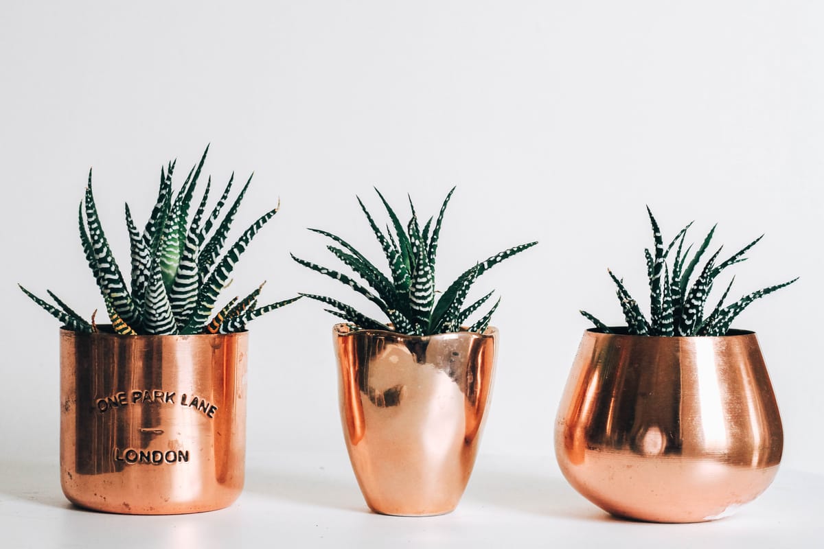 How to Build a Cultivation Culture-Making it Real