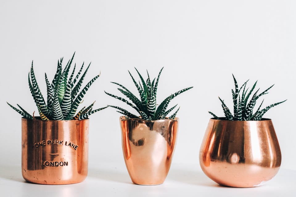 How to Build a Cultivation Culture-Making it Real